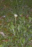 Field Pussytoes, Antennaria neglecta