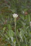 Field Pussytoes, Antennaria neglecta
