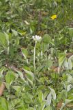 Field Pussytoes, Antennaria neglecta