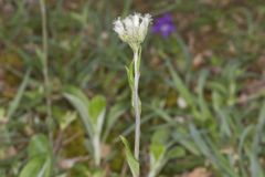 Field Pussytoes, Antennaria neglecta