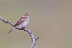 Field Sparrow, Spizella pusilla
