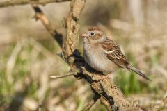 Field Sparrow, Spizella pusilla
