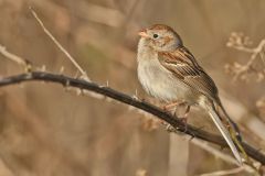 Field Sparrow, Spizella pusilla