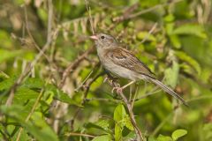 Field Sparrow, Spizella pusilla