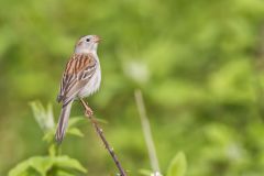 Field Sparrow, Spizella pusilla