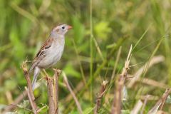 Field Sparrow, Spizella pusilla