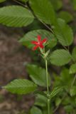 Fire Pink, Silene virginica