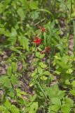 Fire pink, Silene virginica