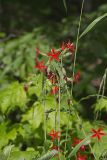Fire pink, Silene virginica