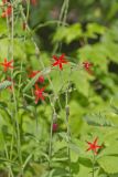 Fire pink, Silene virginica