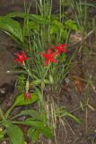 Fire pink, Silene virginica