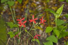 Fire pink, Silene virginica