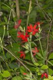 Fire pink, Silene virginica