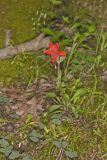 Fire pink, Silene virginica