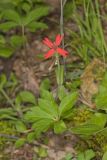Fire pink, Silene virginica
