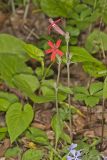 Fire pink, Silene virginica