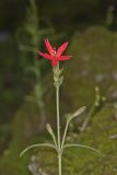 Fire pink, Silene virginica