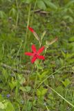 Fire pink, Silene virginica