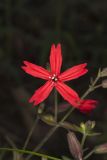 Fire pink, Silene virginica