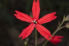 Caryophyllaceae, Pink Family