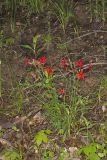 Fire pink, Silene virginica