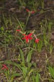 Fire pink, Silene virginica