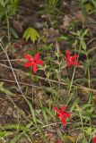 Fire pink, Silene virginica