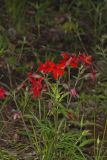 Fire pink, Silene virginica