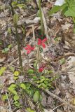 Fire pink, Silene virginica