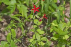 Fire pink, Silene virginica