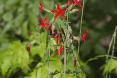 Fire pink, Silene virginica