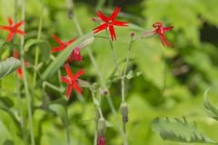 Fire pink, Silene virginica