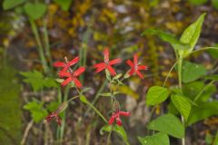 Fire pink, Silene virginica