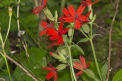 Fire pink, Silene virginica