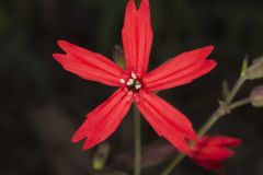 Fire pink, Silene virginica