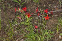 Fire pink, Silene virginica