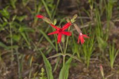 Fire pink, Silene virginica