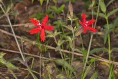 Fire pink, Silene virginica