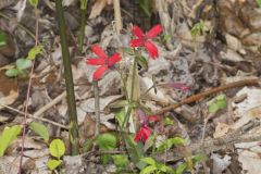 Fire pink, Silene virginica