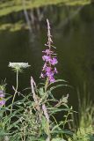 Fireweed, Chamaenerion angustifolium