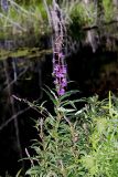 Fireweed, Chamaenerion angustifolium