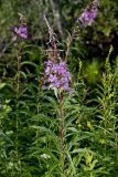 Fireweed, Chamaenerion angustifolium