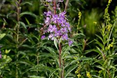 Fireweed