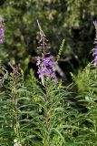 Fireweed, Chamaenerion angustifolium