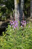 Fireweed, Chamaenerion angustifolium
