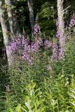 Fireweed, Chamaenerion angustifolium