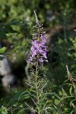 Fireweed, Chamaenerion angustifolium