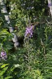 Fireweed, Chamaenerion angustifolium