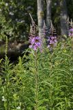 Fireweed, Chamaenerion angustifolium