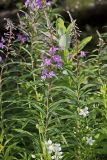 Fireweed, Chamaenerion angustifolium